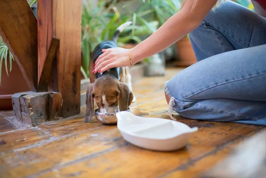 puppy labrador feeding guide