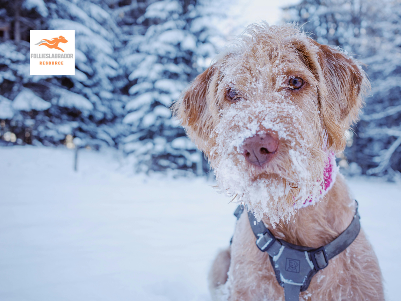 A dog in winter wearing a coat. Snow in hits face
