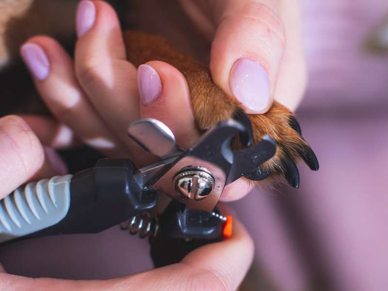 Process of cutting dog claw nails of a small breed dog with a nail clipper tool, close up view of dog's paw, trimming pet dog nails manicure