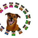 pea free canned dog food