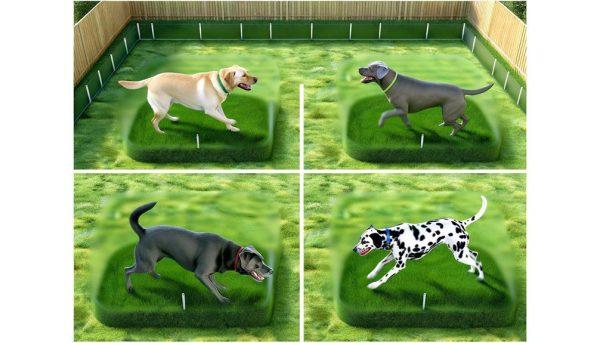 The 4 Best Underground Dog Fences Of 2024: A Comprehensive Review