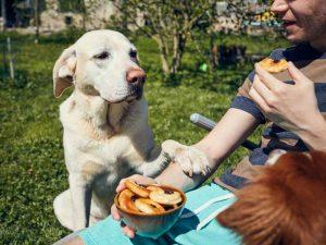 Lab wants its share of food from owner