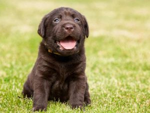chcolate-lab-puppy-outside
