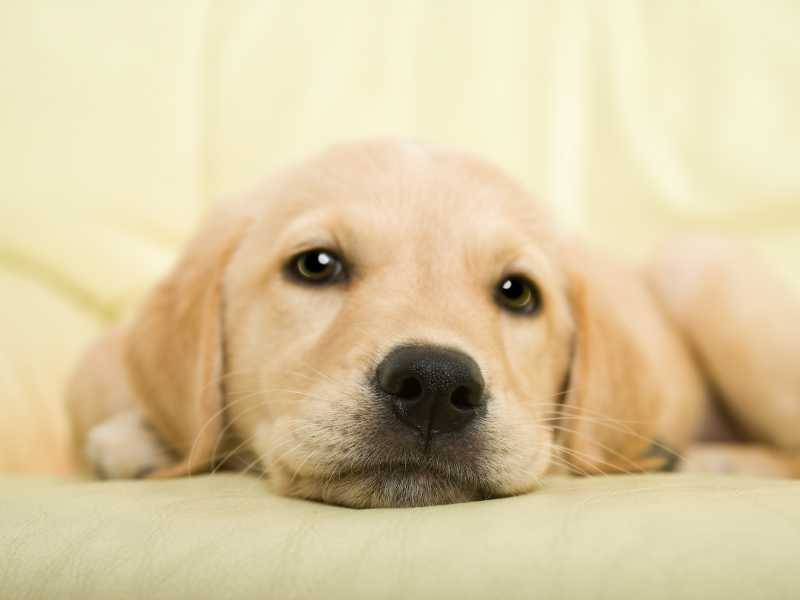 yellow lab puppy on a sofa
