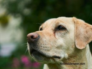 Are Labradors Effective Rat Hunting Breeds For Pest Control?