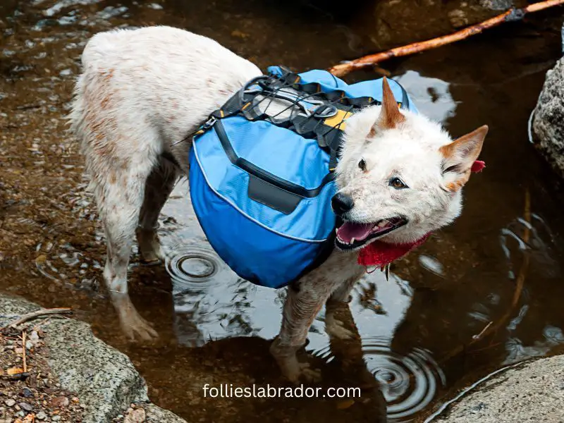 6 Best Dog Backpacks For Your Hiking Companion In 2024 - Top Picks