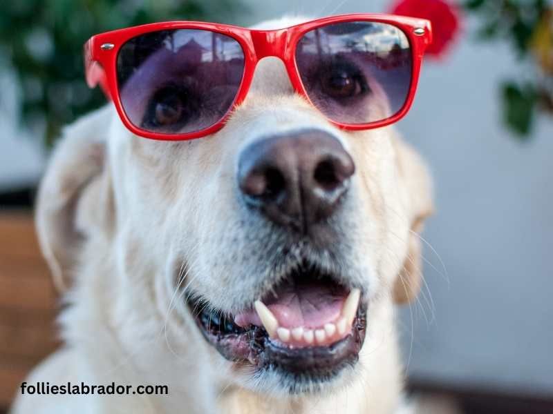 A Lab wearing sunglasses