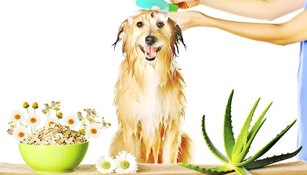 itchy dog shampoo guide