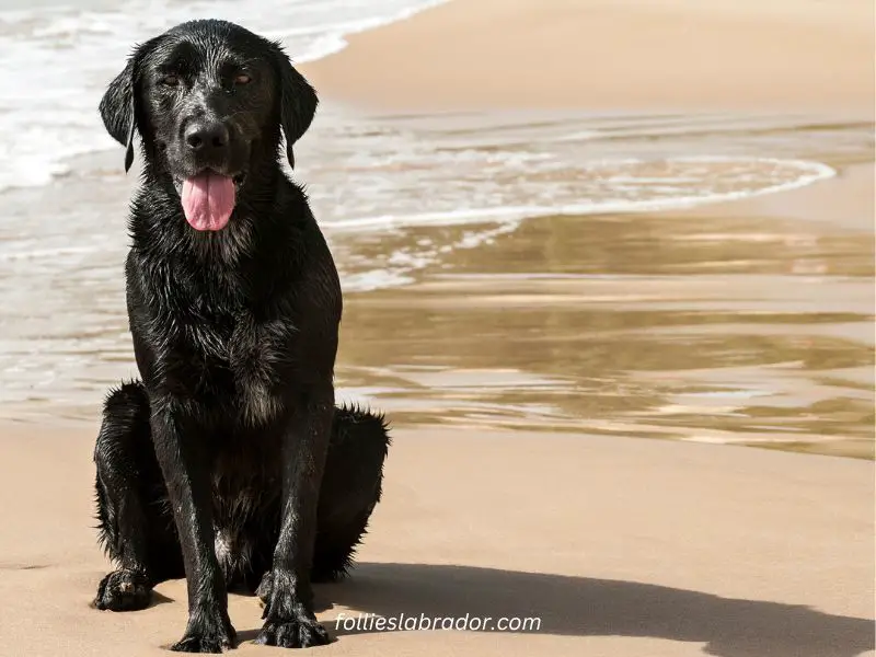 Beach Inspiered Names for Water Loving Pups (800 x 600 px)