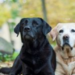 Best Historical Figure-Inspired Names for Labrador Retrievers two labs looking at the cam in the woods