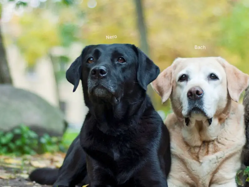 two labs looking at the cam in the woods