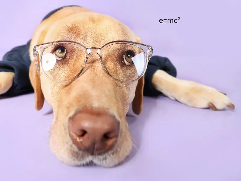 Science inspiered dog names 800 times 600