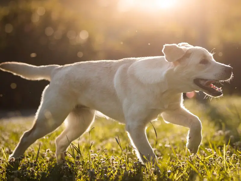 Labrador Retriever in the park (1)