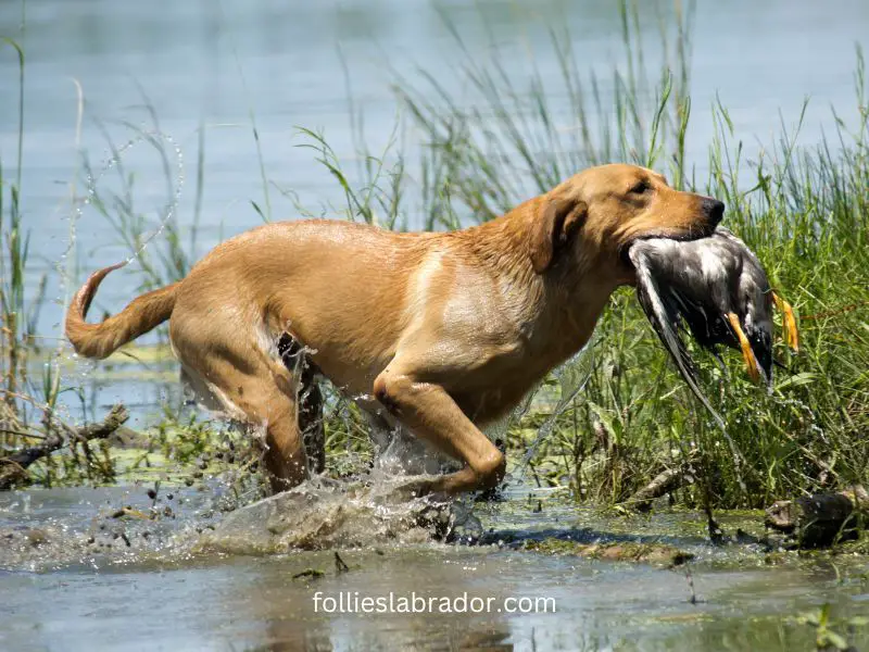 Yellow Labrador retrieving a duck