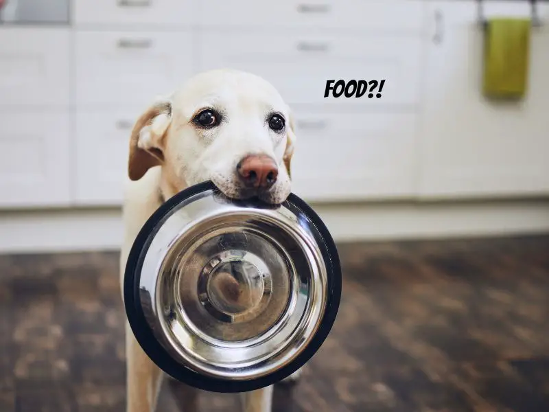 dog having his bowl in his mouth. hungry looking