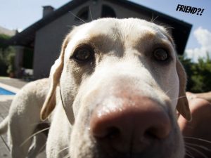 A lab looking at the camera . very close